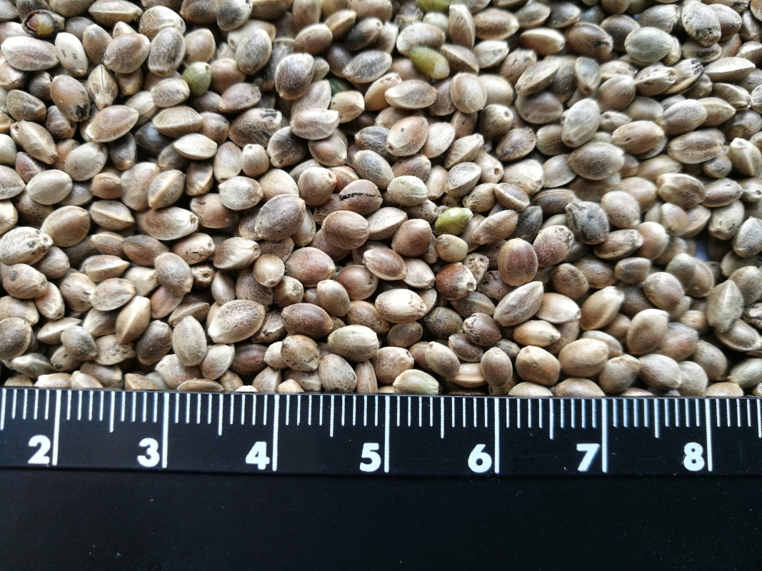 Семена конопли для посева "Родник"