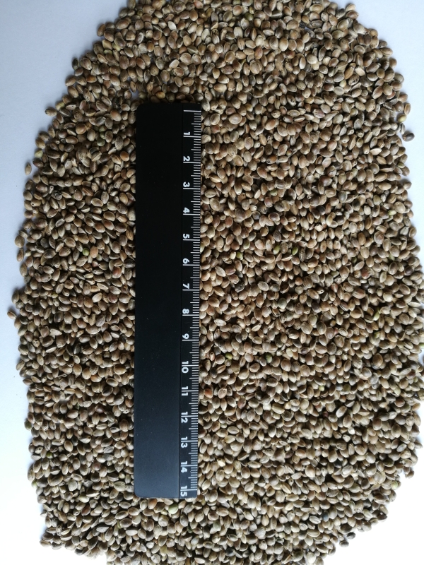 Семена конопли для посева "Родник"