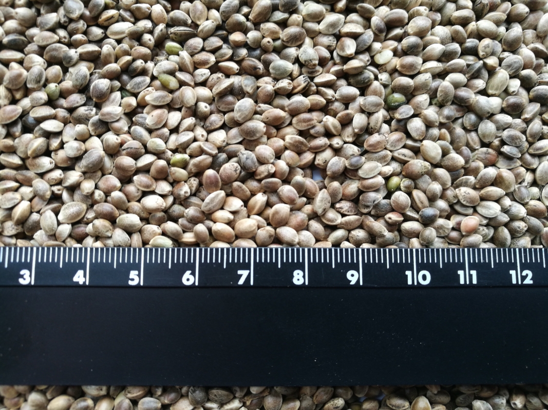 Семена конопли для посева "Родник"