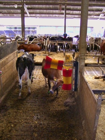 Автоматическая чесалка Г-образная для КРС