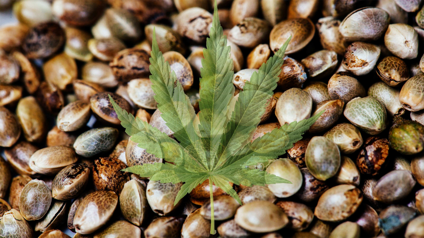 Семена конопли – состав, полезные и лечебные свойства, польза и вред