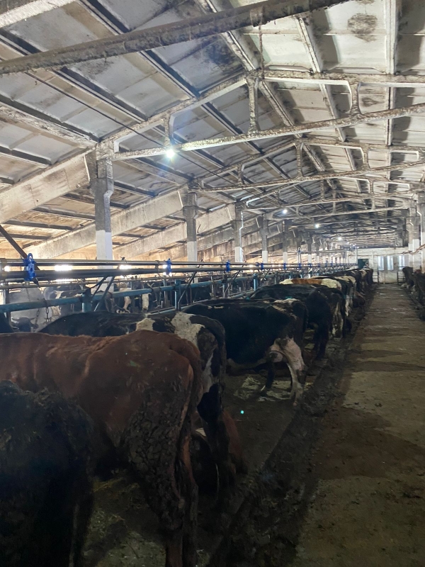 Ремонт и модернизация молокопроводов