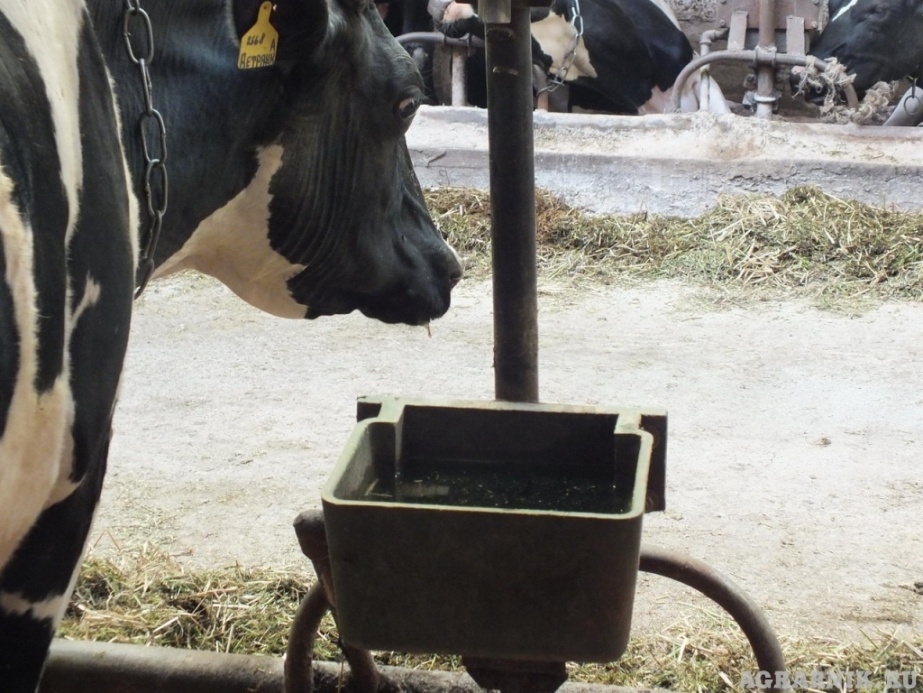 Поилка для коров (КРС)