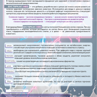 Усилитель цельного молока сухой «БУСТЕРКАП НЕО»