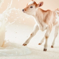 Заменитель цельного молока сухой «КапиМилк молочный»